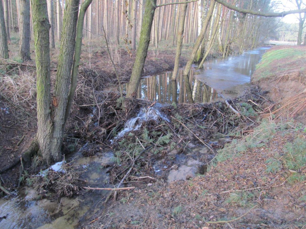 Gasthaus Und Pension Zum Biber Steckby Esterno foto